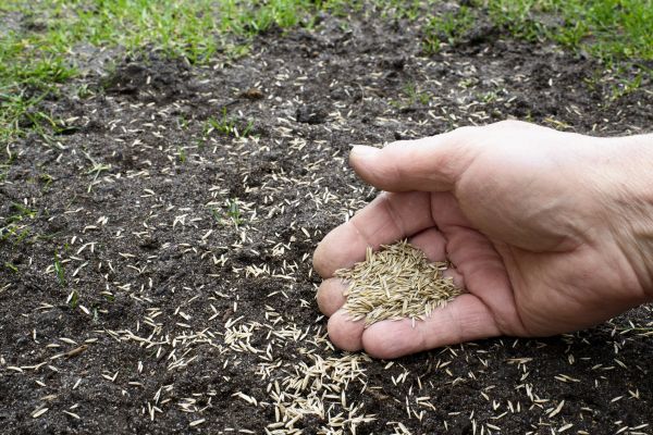 Grass Seeding